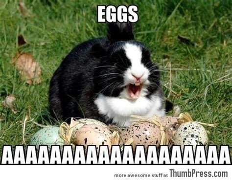 FUNNY ANIMAL MEMES WITHOUT BAD WORDS image memes at ... 25 best pictures without words memes funny pictures without.