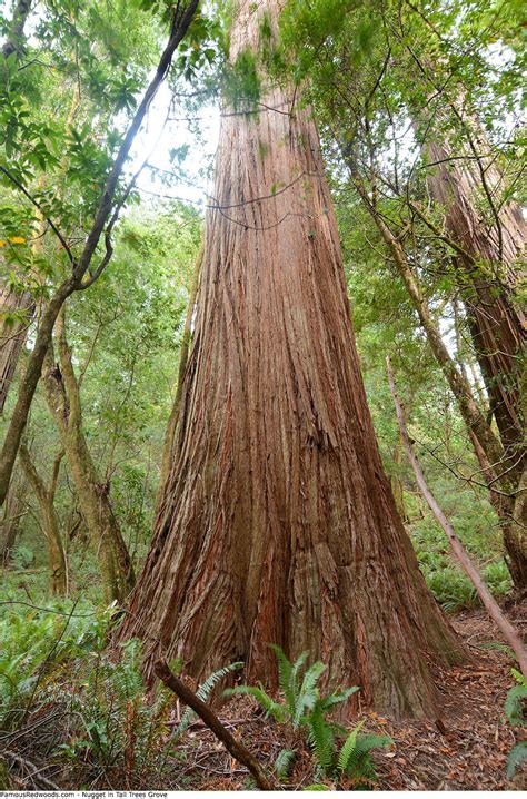 First you climb the trees, second you tight rope walk between tree climbing instruction (jumaring up fixed ropes) is included in the cost. Tall Trees Grove - Famous Redwoods