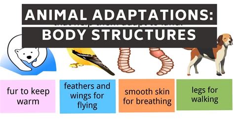 Animal Adaptations In The Desert Activities And Worksheets Ph