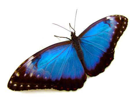 Beautiful Blue Butterfly Free Stock Photo Public Domain Pictures