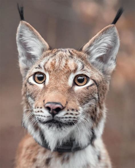 Player ratings as lynxes bow out of euro 2020. I-rescued-two-lynxes-from-the-fur-farm-5f33b3348088d__880 ...