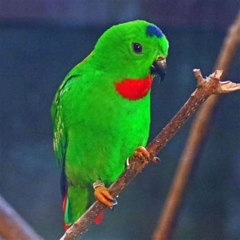 Blue Crowned Hanging Parrot Zoochat