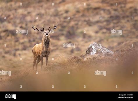 Red Deer Stag In The Scottish Highlands Stock Photo Alamy