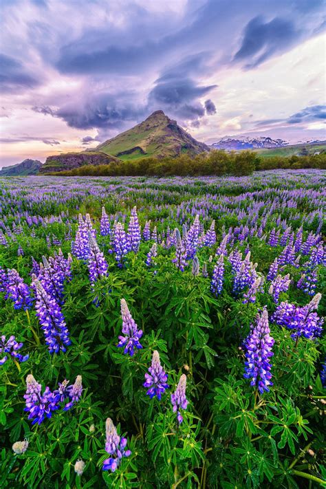 Lupine Flowers Iceland Wallpapers Wallpaper Cave