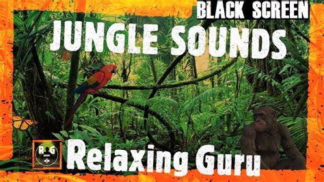 Jungle Sounds Black Screen Rainforest Animal Sounds And Thunderstorm