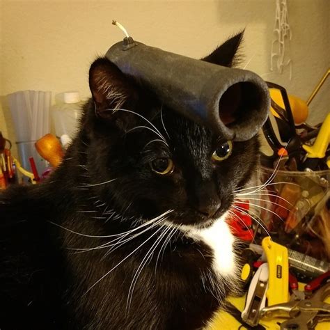 Cat Cosplay Of The Feline Variety — Cat Cosplay One Of The Best