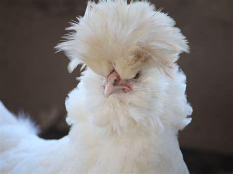 Punk Rocker~ One Of Our Chicksfilling Out And Lookin Good