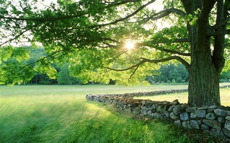 Hd Nature Landscapes Fields Grass Trees Sun Sunlight Spring Seasonal