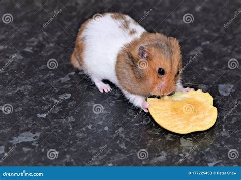 Hamster Filling Its Cheek Pouches Whilst Eating An Apple Stock Image