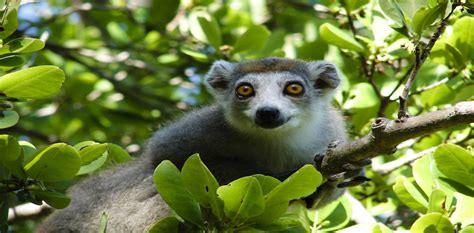 Why Havent Madagascars Famed Lemurs Been Saved Yet