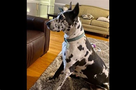 Find great dane puppies and breeders in your area and helpful great dane information. Faithful Frenchies NC - Great Dane Puppies For Sale - Born ...