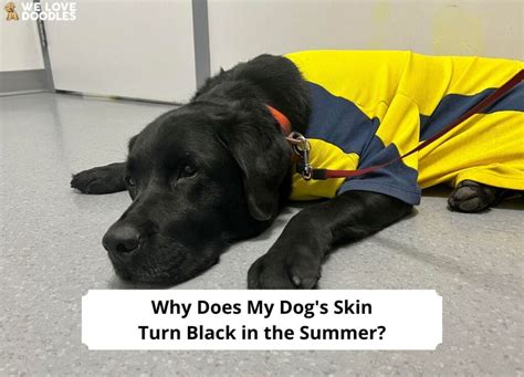 Why Does My Dogs Skin Turn Black In The Summer 2023 We Love Doodles