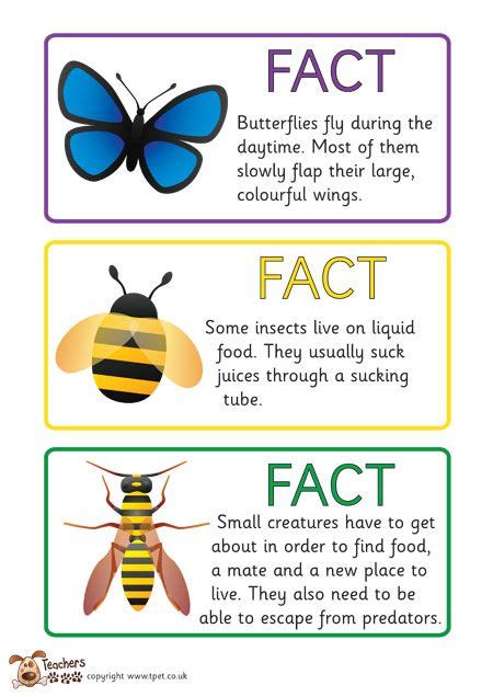 Teachers Pet Free Minibeast Fact Cards Science And Science