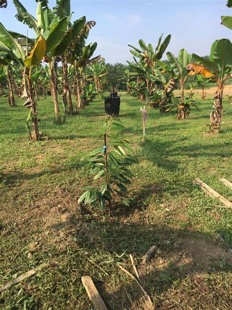 Durian duri hitam dan durian montong berdasarkan ciri khas. DUSUN TOK BAK: POKOK DURIAN MUSANG KING & DURI HITAM