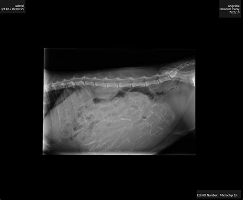 X Ray Of Pregnant Belly Ragdoll Cat Pregnant Belly Cats