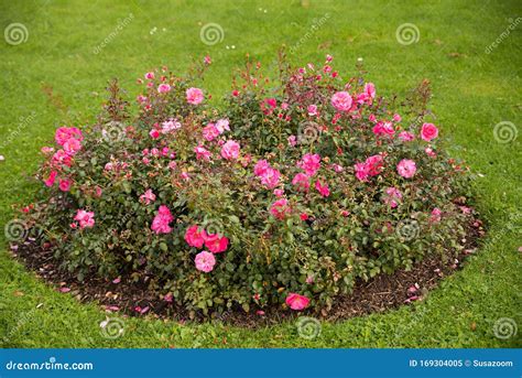 Circular Rose Flower Bed With Pink Roses At Green Lawn Stock Image