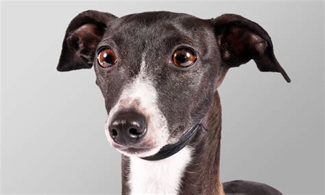 # перевод песни l'italiano (toto cutugno). Conoce al galgo italiano | The Dog People by Rover.com