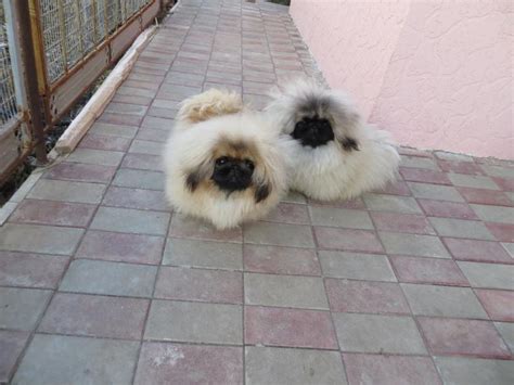 Their signature flat faces and black muzzles. Pekingese Puppies for sale - Puppies for Sale, Dogs for ...
