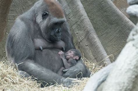 Two Adorable Baby Gorillas Born At Bronx Zoo Live Science