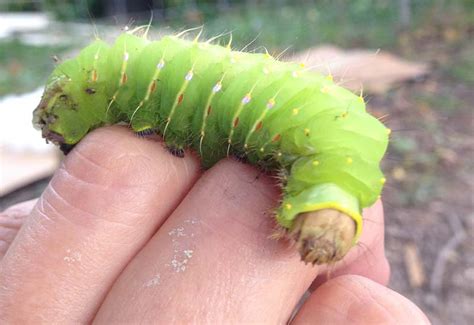 Polyphemus Moth Caterpillar Whats That Bug