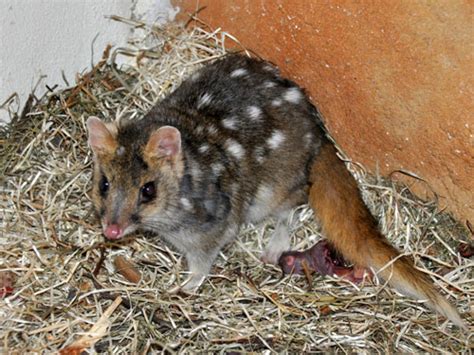 Dasyurus Viverrinus Eastern Quoll In Zoo Jihlava