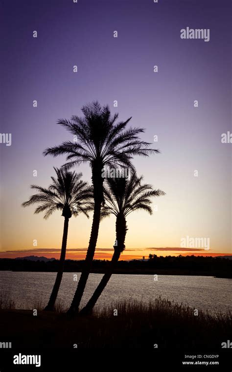 Palm Trees And Sunrise Lake Las Vegas Nevada Usa Stock Photo Alamy