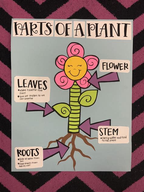 Parts Of A Plant Flower Anchor Chart 1st Grade Planting Flowers