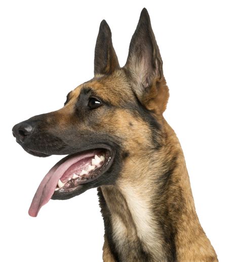 German Shepherd Dog Png Images Png All