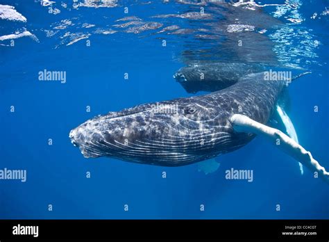 A Young Humpback Whale Calf Megaptera Novaeangliae Plays At The