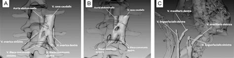 The göttingen minipig is a laboratory animal of worldwide importance. Partial splitting of veins in the pre-adult Göttingen TM ...