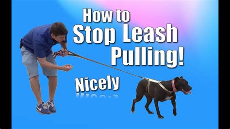 How To Train Your Dog To Not Pull On The Leash Chloe The Pit Bull