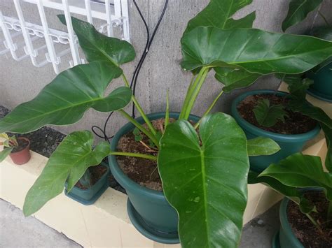 Philodendron Gardener: Some Pictures of My Philodendrons