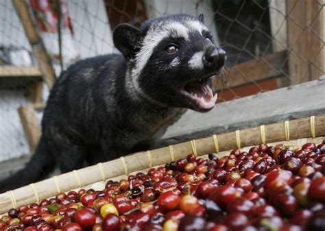 La verdad sobre el café Kopi Luwak Qué es en realidad INCAPTO