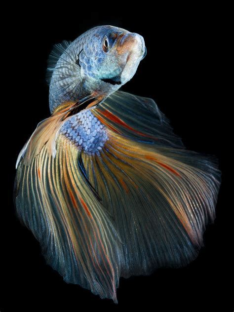 Underwater Photography Underwater Creatures Betta