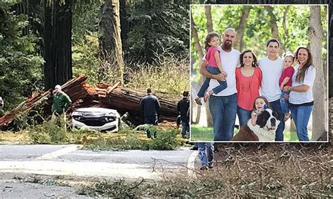 Barkgrowlbite Redwood Tree Crushes Car Leaves Five Children Orphaned