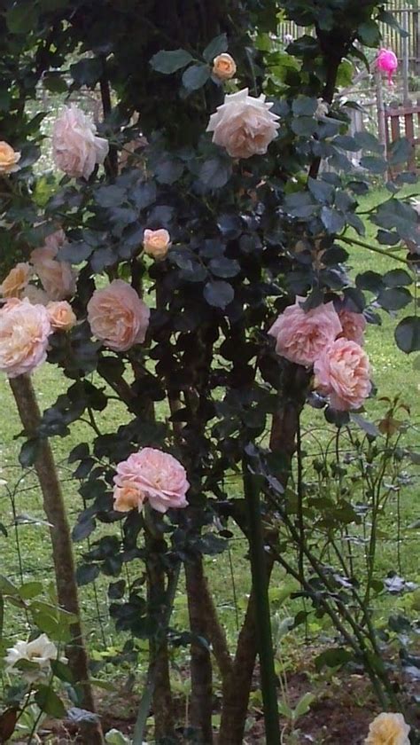 Rose Honeymoon Kordes Rose Petals Bloom