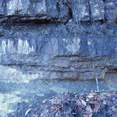 Pdf Latest Devonian Earliest Mississippian Nearshore Trace Fossil