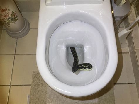 Snake In Toilet Elderly Brisbane Womans Shock At Finding Snake In