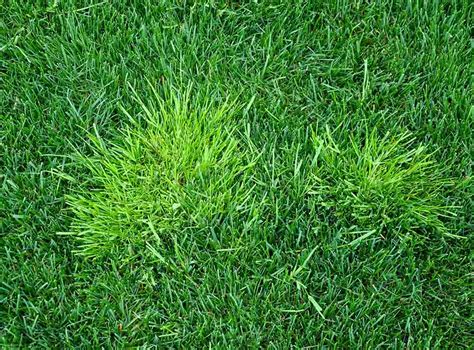 10 Weeds That Look Like Grass With Pictures House Grail