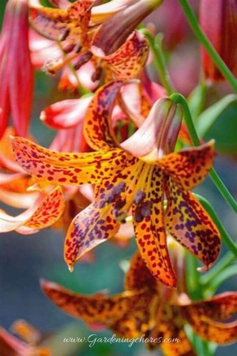 30 Different Types Of Lilies With Pictures And How To Grow Them