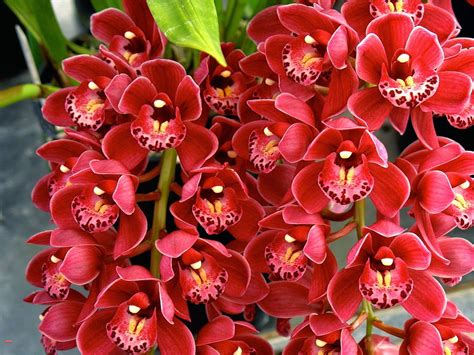 Start feeding with an orchid fertiliser for flowering plants to guarantee an explosion of colour in winter. My Orchids Journal: Cymbidium orchids - new flowering season