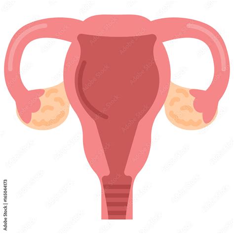 Uterus Womb With Ovary Cervix Fallopian Tubes Icon Vector