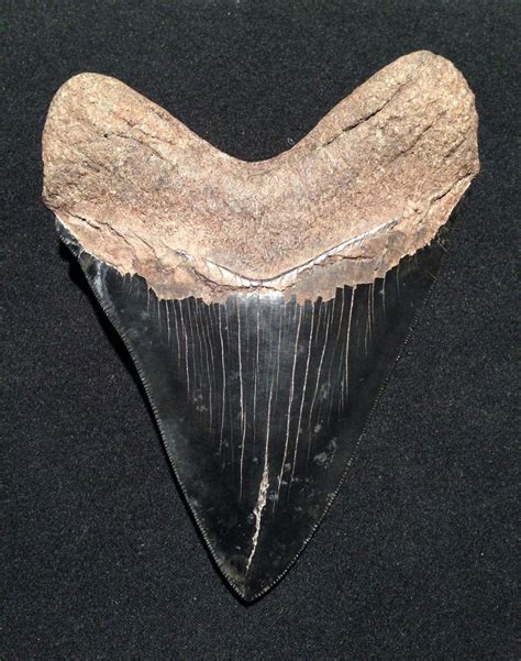 62 Inch Megalodon Tooth From Georgia Members Gallery The Fossil Forum