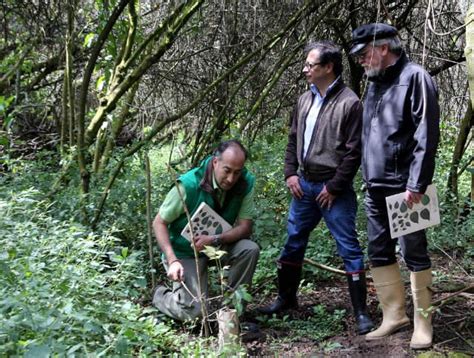 Se Inicia Restauración De La Reserva Forestal Urbana Más Grande Del Mu