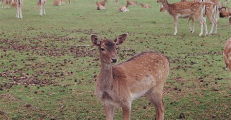 Fallow Deer In A Field · Free Stock Photo