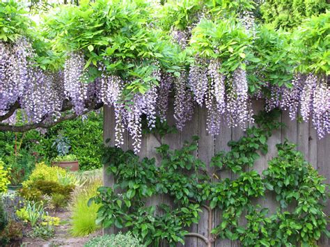 Some places for visiting the wisterias in bloom are ashikaga flower park in tochigi, and the fuji tunnel at. Promoting Wisteria Bloom, Part 2: A Three-Year Plan — Swansons Nursery - Seattle's Favorite ...