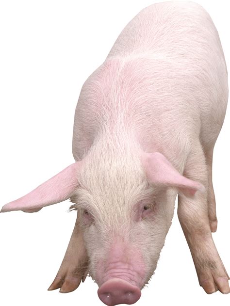 Foto Babi Png Png Play