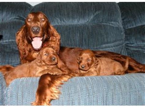 Breeder's directory the isca breeders directories (booklet and internet) are open to members of the irish setter club of america who fulfill the following requirements: Irish Setter puppies for sale
