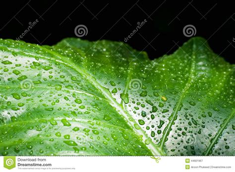 Green Leaf With Water Dropletscloseup Stock Image Image Of Floral