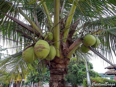 O Coqueiro Cocos Nucifera é Uma Das Espécies De Palmeira